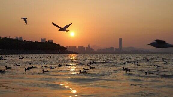 日出在岩石海岸和海鸥降落在海上