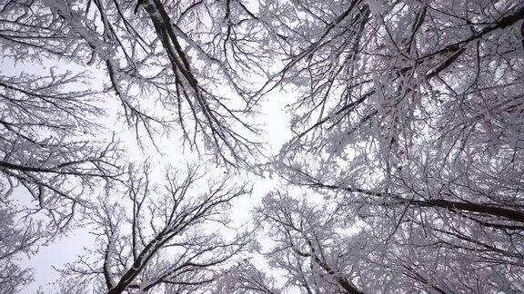 树上覆盖着积雪