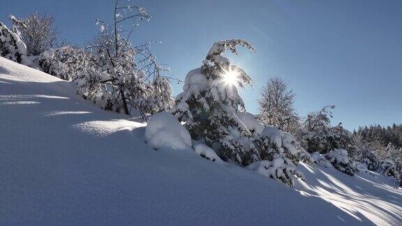 冬季森林雪景