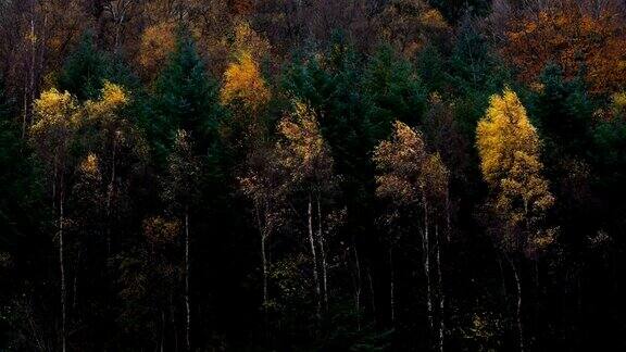 多色森林在秋天与风