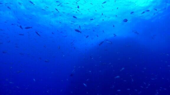 海底山周围的鱼群
