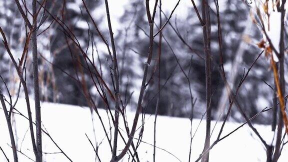 大雪下没有生命的树枝