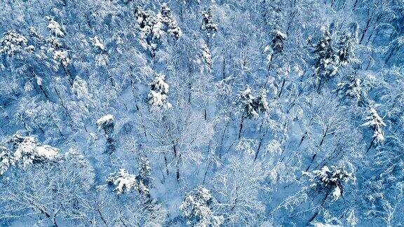 森林里白雪皑皑的树枝冬天的童话背景