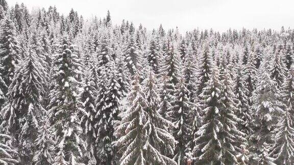 冰冻的冬天森林