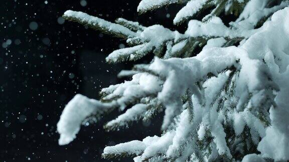 SLOMO云杉在晚上覆盖着雪