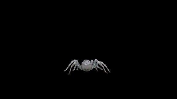 4k60(帧每秒)危险的八条腿的食肉蜘蛛缓慢行走动画在黑色背景上一个现实的3D蜘蛛运行渲染与阿尔法哑光