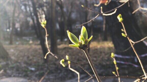 春天初绽的蓓蕾在风中摇曳树上挂起了带子