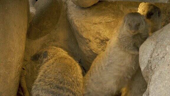 三只猫鼬站在岩石之间