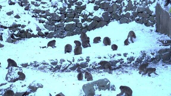 4k:日本猴子在雪中奔跑