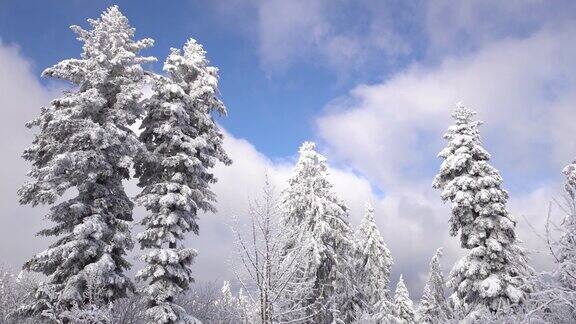 在移动的云前面白雪覆盖着树木