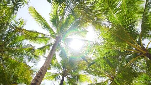 景观视图椰子树蓝天中间树树干夏天文本空间