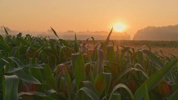 太阳升起时的玉米地