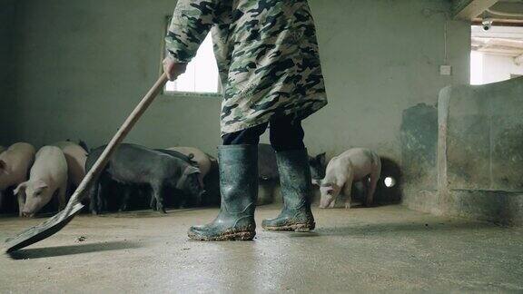 这个农民在养猪场工作