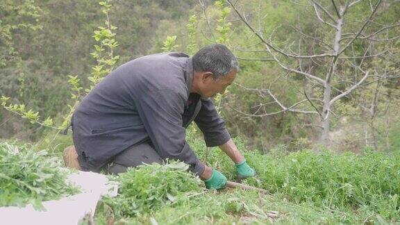 人们正在收割苜蓿