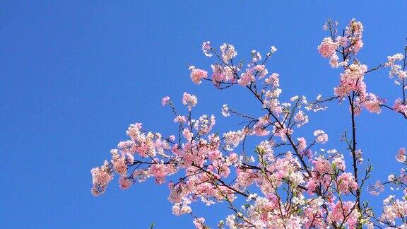 樱花映衬着湛蓝的天空