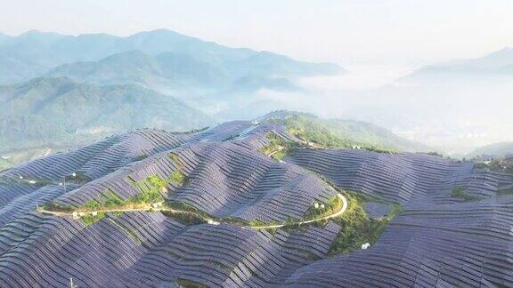 雾中壮观的太阳能农场