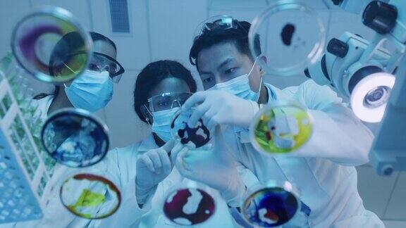 年轻的科学家在实验室用培养皿做实验不同的微生物学家在创新研究医院的玻璃板中检查细菌样本化学学生在实验室里测试