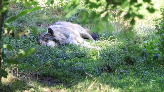 躺在草地上的欧亚狼
