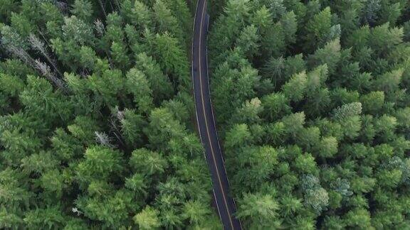 笔直向下:被大树环绕的道路