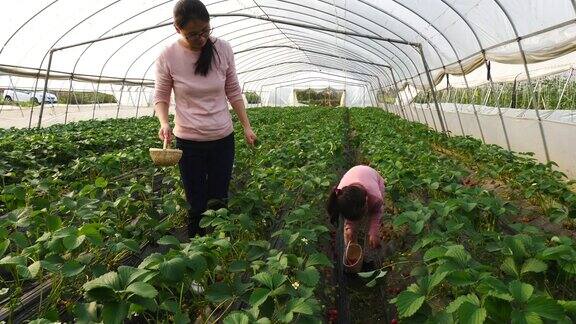 一个亚洲小女孩和她妈妈在农场里摘草莓