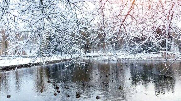 美丽的冬季贺卡与慢镜头雪花第一雪在城市公园鸭子在一个结冰的池塘和树木覆盖雪