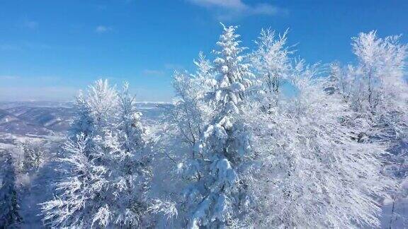 冬季风景以冰雪覆盖的冷杉树为山林