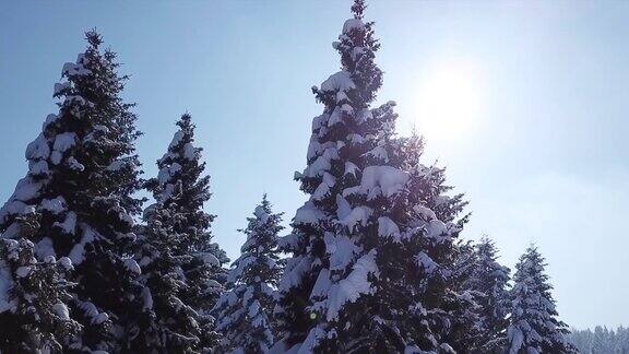 松树被白雪覆盖从上面看鸟瞰图