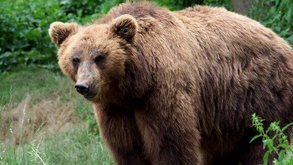 棕熊堪察加半岛的棕熊在草地上