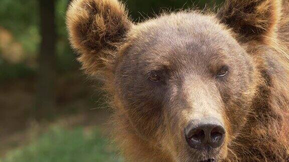 这是一只堪察加棕熊(UrsusArctosBeringianus)四处张望的特写镜头慢镜头