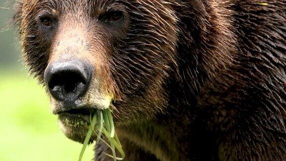 一只大棕熊在森林里吃草