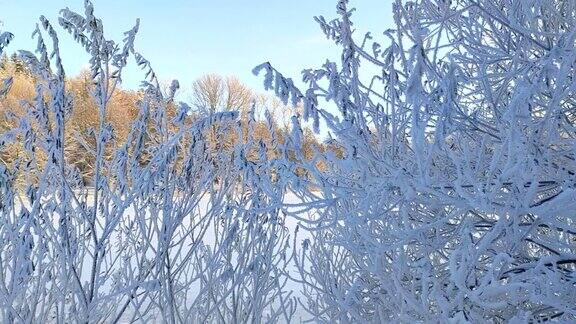 冬季景观在城市公园附近的湖上树木被雪覆盖日落时分