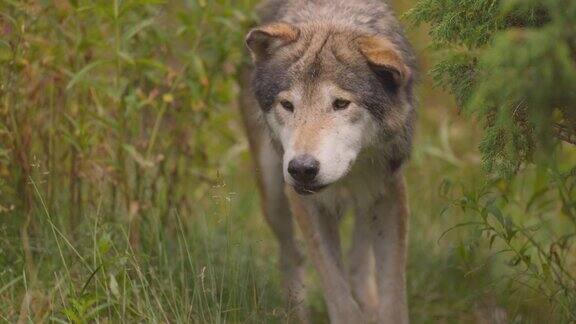 好奇的老灰狼在森林里寻找和嗅寻找对手或食物