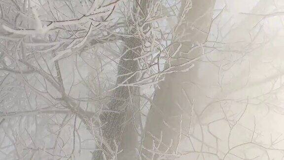 冬天的树枝强烈的风冬天寒冷的一天树枝上有霜