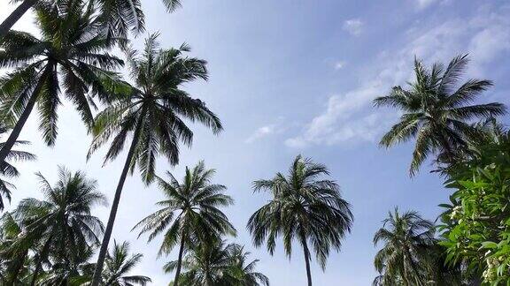 全景从下面的棕榈树顶部的背景下在热带度假村的蓝天