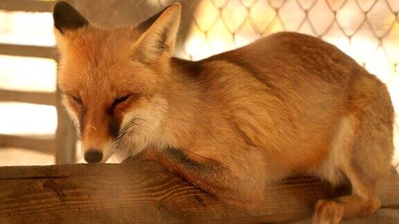 笼子里的狐狸睡着了