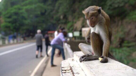 斯里兰卡猴子在桥栏杆上吃东西