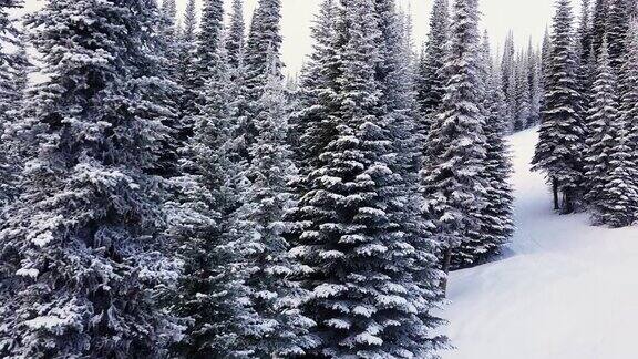 森林里的树木被雪覆盖着