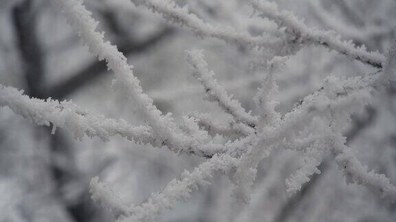 树木在霜冻天气自然景观