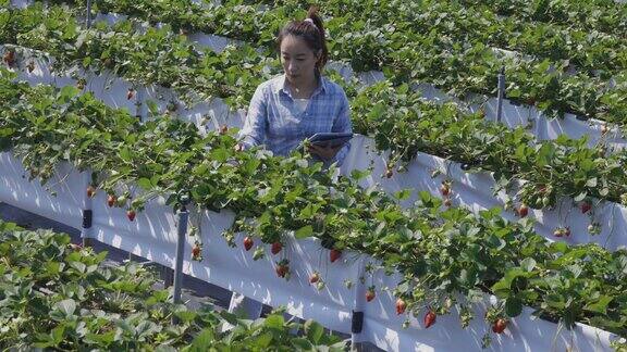 女农民使用移动设备检查农场植物的状况