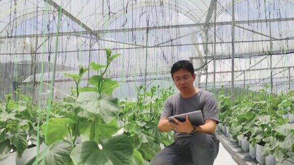 亚洲华裔男性农民使用数字平板电脑检查他的有机农场增长