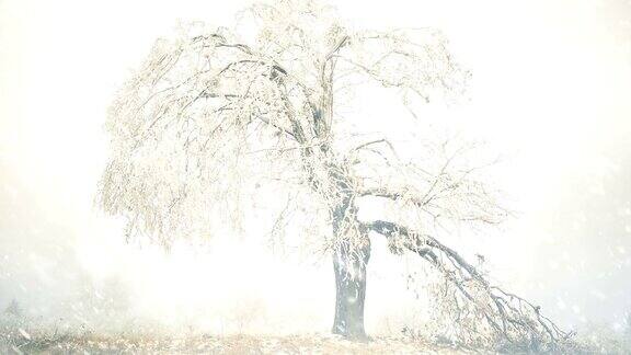 被霜覆盖的破碎的草甸树