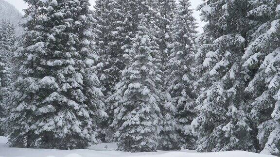 特写:在12月一场漫长的暴风雪后一个冬天的松树公园的华丽镜头