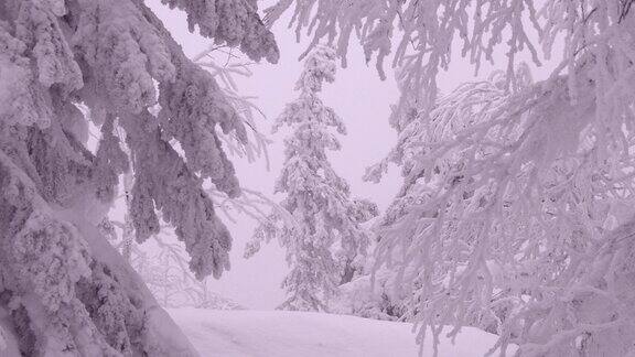 蓬松的雪树在风中摇摆令人难以置信的冬季大气粉红色的森林在日落与冷杉霜冻构图中心是一棵被针叶树枝环绕的大树