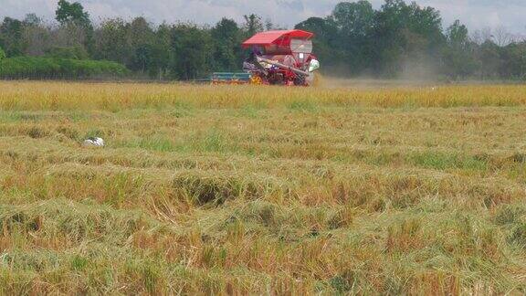 农场工人收割水稻