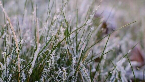 霜对植物绿草上的雾凇草上覆盖着霜寒冷的秋天的天气严寒的天气深秋的季节
