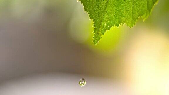 水滴从树叶上滴下