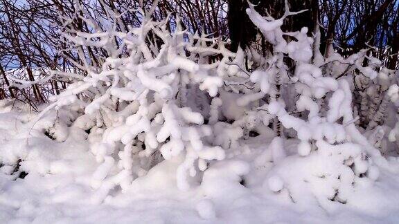 雪中的灌木丛