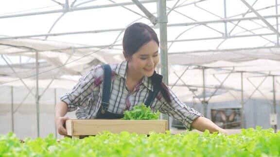 开朗的年轻迷人的亚洲女士农民收获绿色橡树从水培蔬菜农场在温室花园早上