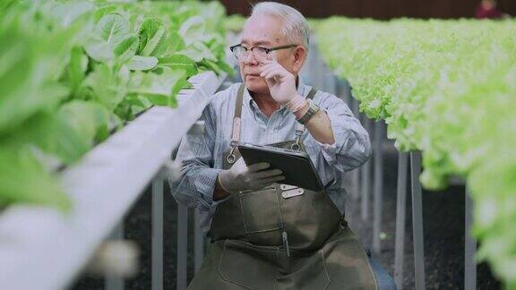 亚洲老年男性企业家观察在水培农场种植有机芝麻菜水菜共生农场的平板可持续商业人工照明有机蔬菜种植