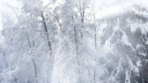 冬天森林里白雪覆盖的树梢